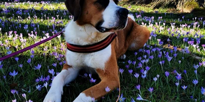 Pensionen - Eppenschlag - CXheffin des Hauses - Pension Sonnleit´n - Ihr Urlaub mit Hund