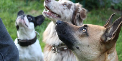 Pensionen - Eppenschlag - Leckerli statt Frühstück  - Pension Sonnleit´n - Ihr Urlaub mit Hund