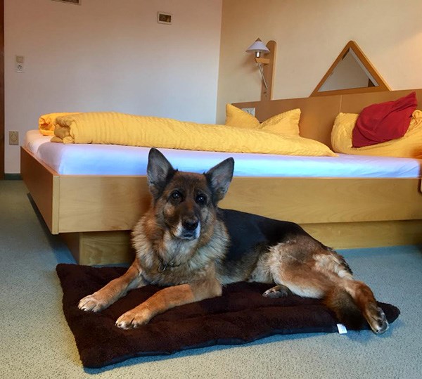 Pension Sonnleit´n - Ihr Urlaub mit Hund  Zimmerkategorien Komfort-Doppelzimmer 