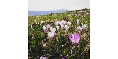 Pensionen - Naturns - Wandern auf dem schönen Tschögglberg, zwischen Lärchen und Krokusse
oder zu den wunderschönen Almhütten, - Pension Klausthaler